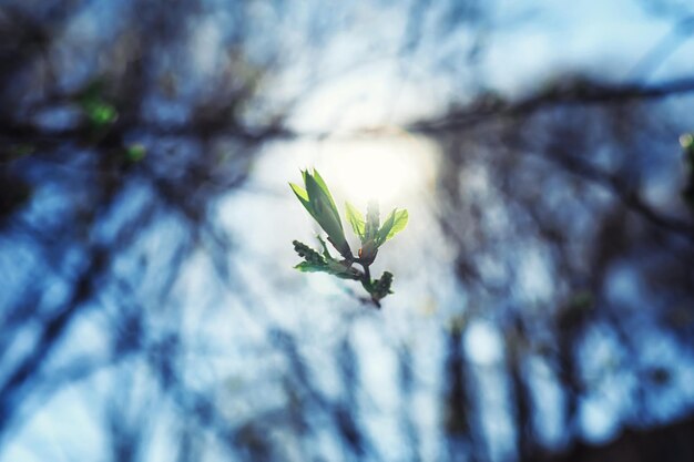 Verdes de primavera ao amanhecer na floresta. A natureza ganha vida no início da primavera.