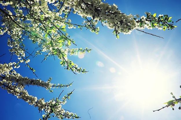 Verdes de primavera ao amanhecer na floresta. A natureza ganha vida no início da primavera.