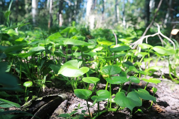 Verdes de primavera ao amanhecer na floresta. A natureza ganha vida no início da primavera.