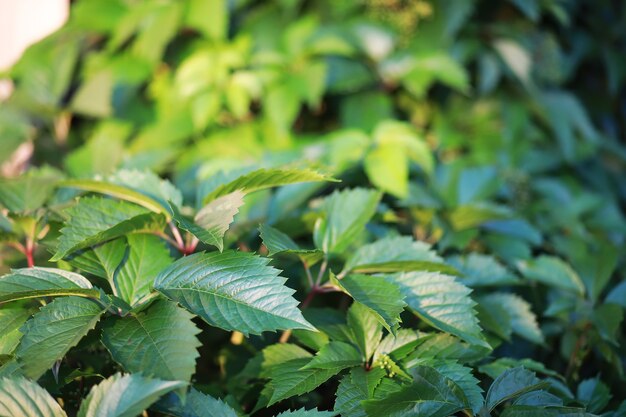 Verdes de primavera ao amanhecer na floresta. A natureza ganha vida no início da primavera.