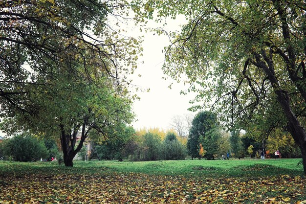 Verdes de primavera ao amanhecer na floresta. A natureza ganha vida no início da primavera.