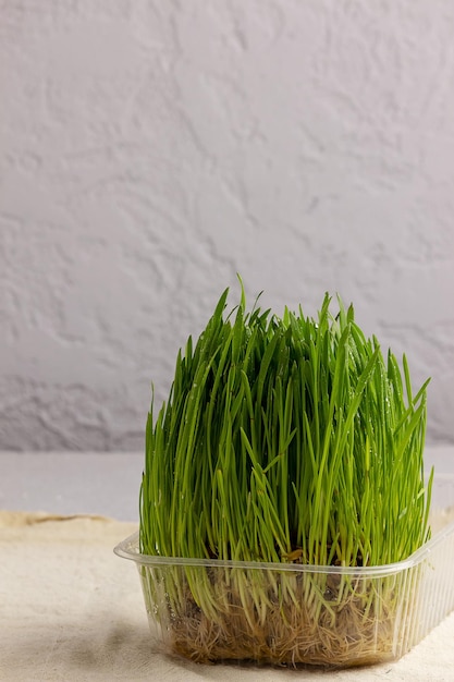 Verdes de trigo com grãos sobre fundo claro Microgreens crescentes em casa Brotos de trigo fresco