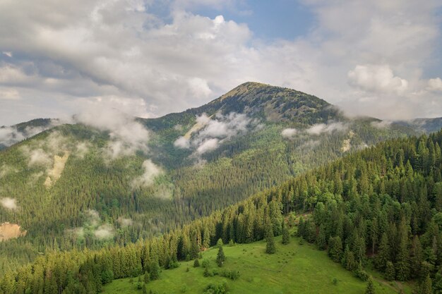 verdes montañas cubiertas de bosque de pinos abeto siempre verde en verano