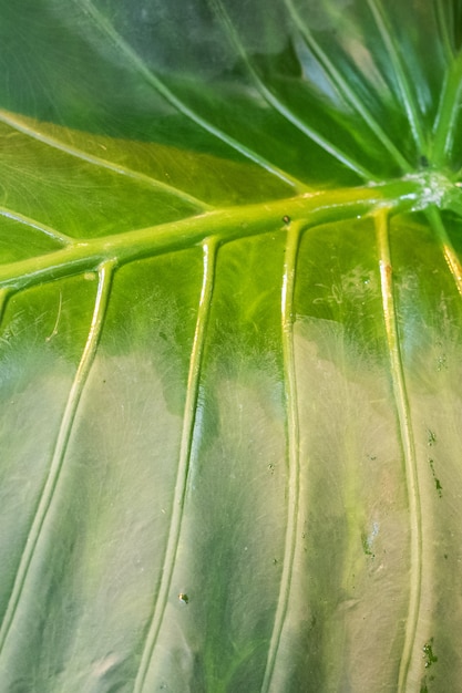 verdes tropicais folhas de árvores e arbustos crescendo na estufa.