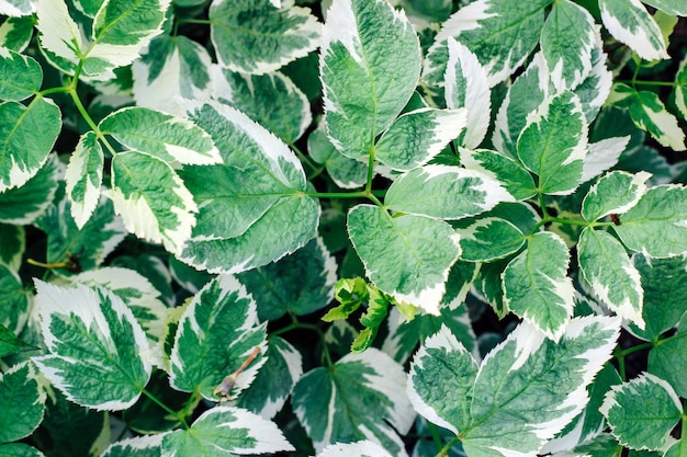 Verdes con vetas blancas. Textura de hoja verde