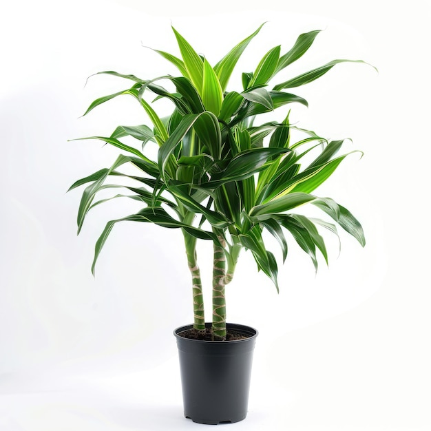 Foto verdeza galore dracaena fragrans planta de interior com folhagem exuberante para decoração de casa ou jardim