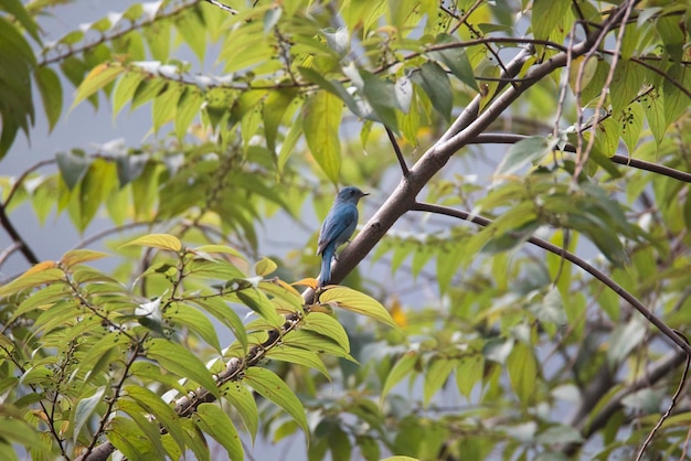 Verditer-Fliegenfänger sitzt auf einem Baumzweig, kleiner blauer Vogel