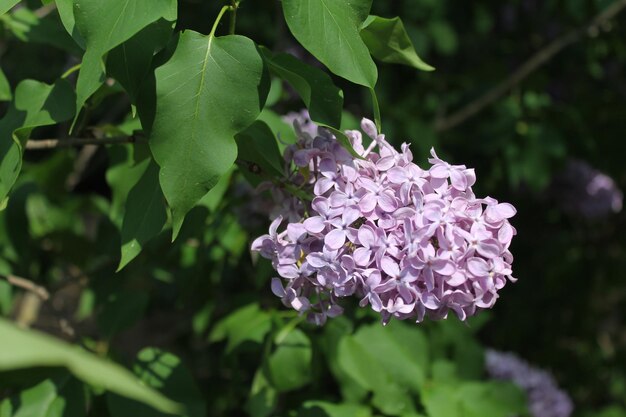 El verdor de las hojas ocultaba la belleza de las flores lilas moradas.