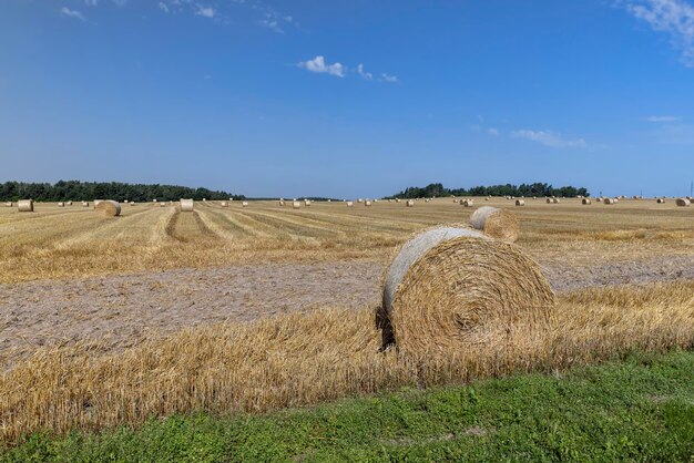 Verdrehte Strohstapel nach der Ernte