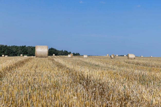 Verdrehte Strohstapel nach der Ernte