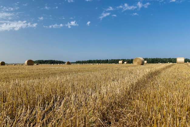 Verdrehte Strohstapel nach der Ernte