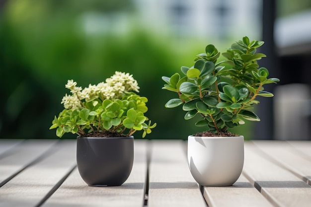 Verdura de mesa Pequenos vasos de plantas empoleirados em uma mesa trazendo um toque de natureza para dentro de casa