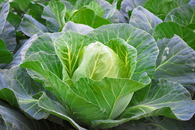 Verdura fresca de la col verde en jardín