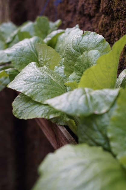 Verduras de Brassica juncea frescas cultivadas en el jardín de la casa