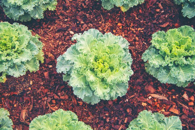 Verduras de buena calidad del cultivo moderno.