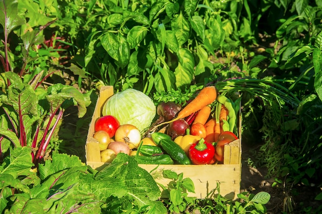 Verduras caseras en el jardín. Enfoque selectivo