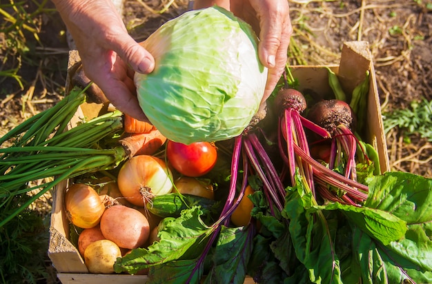 Verduras caseras en el jardín. Enfoque selectivo