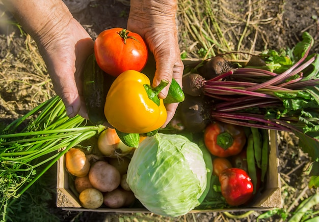 Verduras caseras en el jardín. Enfoque selectivo