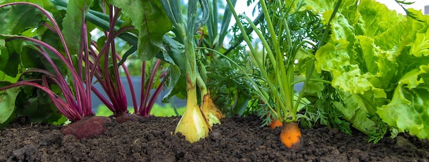 Las verduras crecen en el jardín Enfoque selectivo