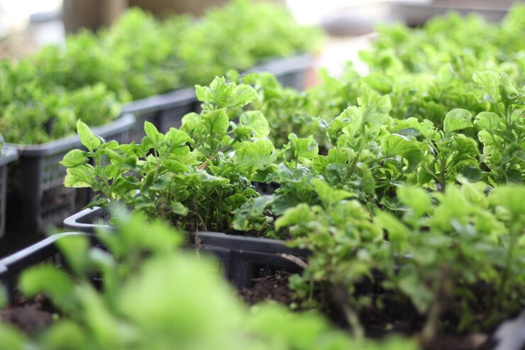 Verduras cultivadas en cestas, cerrar