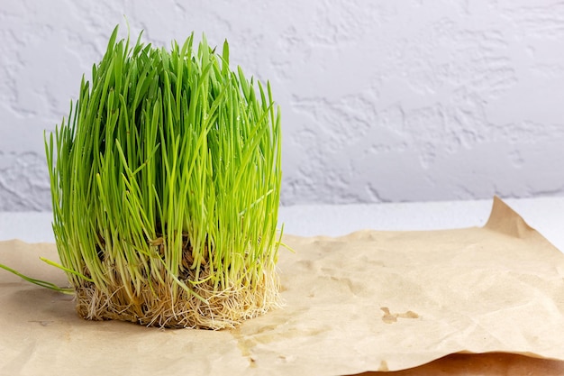 Verduras de trigo com grãos em papel de embrulho Brotos de trigo fresco HidroponiaLugar para texto