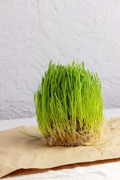 Verduras de trigo com grãos em papel de embrulho Brotos de trigo fresco HidroponiaLugar para texto