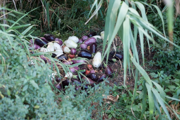 Las verduras estropeadas se tiran a la zanja. Pérdidas de agricultores.