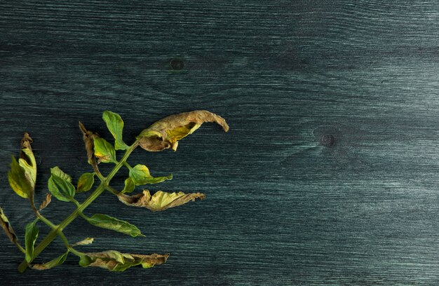 VERDURAS EN EL FONDO. VEGETALES ENFERMOS EN UNA SUPERFICIE DE MADERA. COPIAR ESPACIO