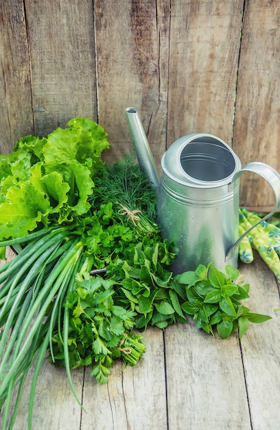 Verduras frescas caseras del jardín.