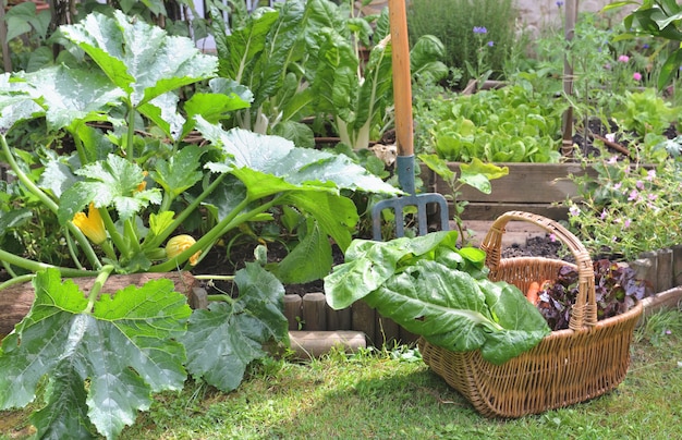 Verduras frescas en una cesta de mimbre cosecha en jardín