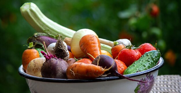 Verduras frescas escogidas en un bol en el jardín