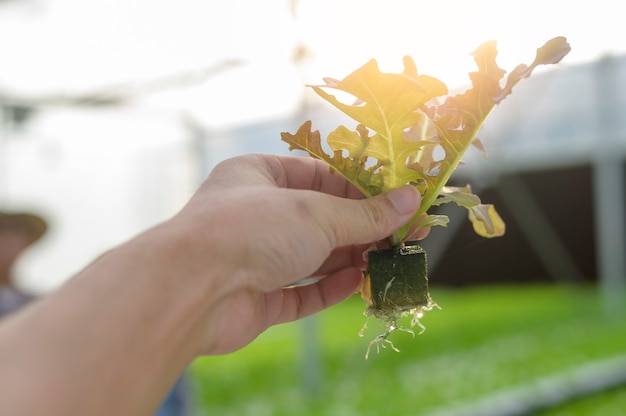 Verduras frescas en la granja de invernadero hidropónico, alimentos limpios y concepto de alimentación saludable