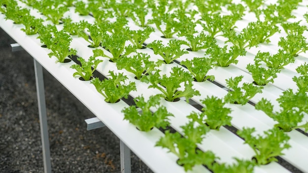 Verduras frescas en una granja de invernadero hidropónico, alimentos limpios y concepto de alimentación saludable