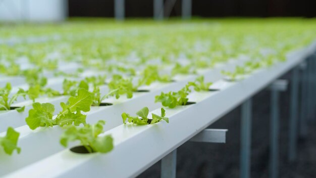 Verduras frescas en una granja de invernadero hidropónico, alimentos limpios y concepto de alimentación saludable