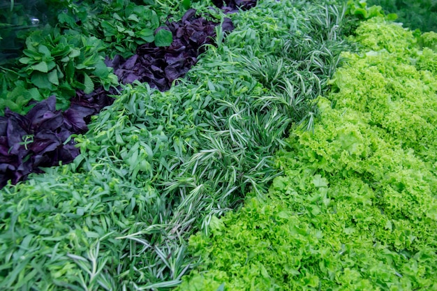 Verduras frescas y lechuga en el mercado de mostrador