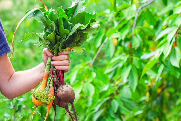 verduras frescas en las manos, cosecha orgánica