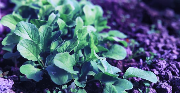 Verduras frescas na primavera nas camas Verduras na estufa Brotos jovens de mudas no jardim