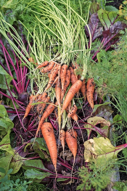 Verduras frescas recién cosechadas en el jardín: zanahorias, remolacha con puntas, eneldo. enfoque selectivo