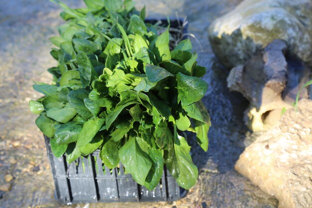 verduras frescas y saludables Berros y hojas de espinacas cerca de la orilla del río