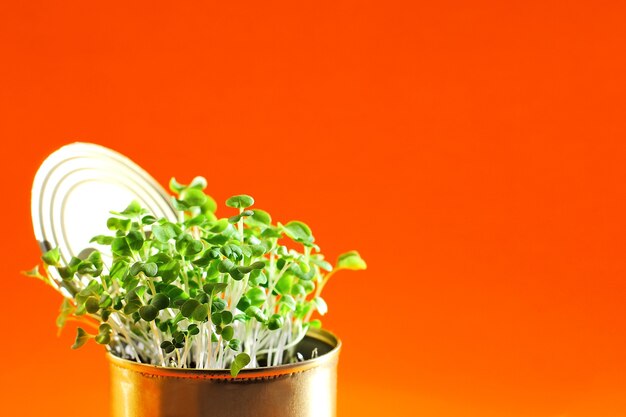 Verduras frescas saludables jóvenes en una lata de metal en un primer plano de fondo naranja. . Autosuficiencia de la casa