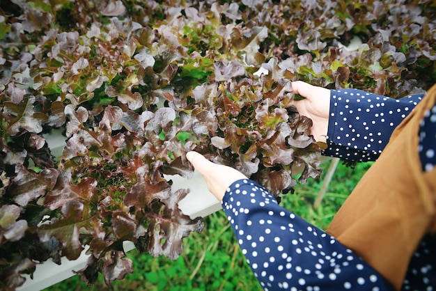 Verduras hidropónicas cosechadas de granjas hidropónicas Ensalada fresca de roble rojo que crece en el jardín Mujer recogiendo plantas hidropónicas en agua sin suelo Agricultura orgánica Alimentos saludables Naturaleza