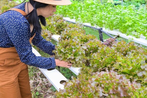 Verduras hidropónicas cosechadas de granjas hidropónicas Ensalada fresca de roble rojo que crece en el jardín Mujer recogiendo plantas hidropónicas en agua sin suelo Agricultura orgánica Alimentos saludables Naturaleza