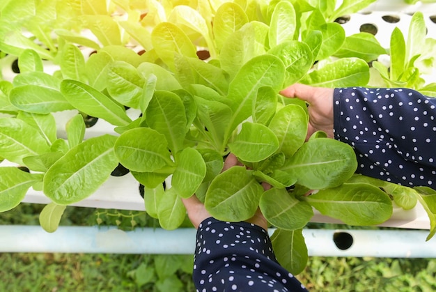 Verduras hidropónicas cosechadas de granjas hidropónicas ensalada verde fresca que crece en el jardín mujer recogiendo plantas hidropónicas en agua sin suelo agricultura orgánica salud alimentos naturaleza