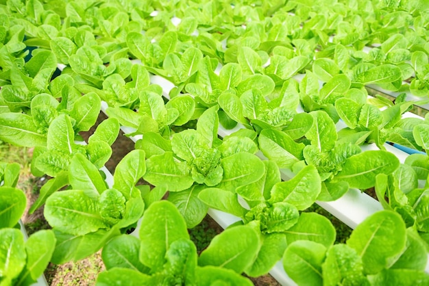 Verduras hidropónicas de granjas hidropónicas lechuga cos verde fresca que crece en el jardín plantas hidropónicas en agua sin suelo agricultura orgánica alimentos saludables naturaleza clorofila cultivo de hojas bio