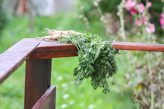 Verduras sin lavar. Un manojo de zanahorias frescas al aire libre.