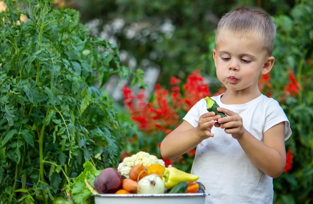 Verduras en manos de los niños de la finca. Enfoque selectivo. Naturaleza