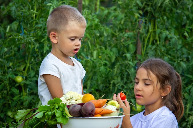 Verduras en manos de los niños de la finca. Enfoque selectivo. Naturaleza