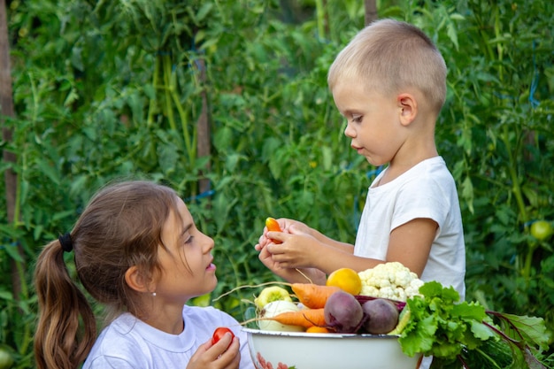 Verduras en manos de los niños de la finca. Enfoque selectivo. Naturaleza
