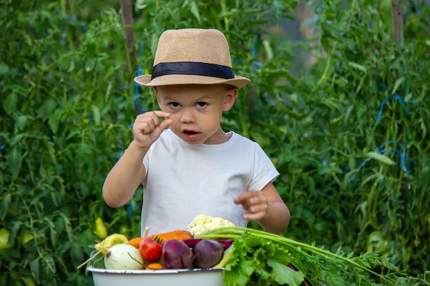 Verduras en manos de los niños de la finca. Enfoque selectivo. Naturaleza