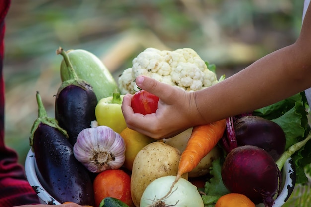 Verduras en manos de los niños de la finca. Enfoque selectivo. Naturaleza